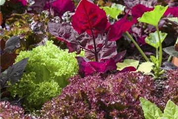 Frisches Gemüse aus dem Garten