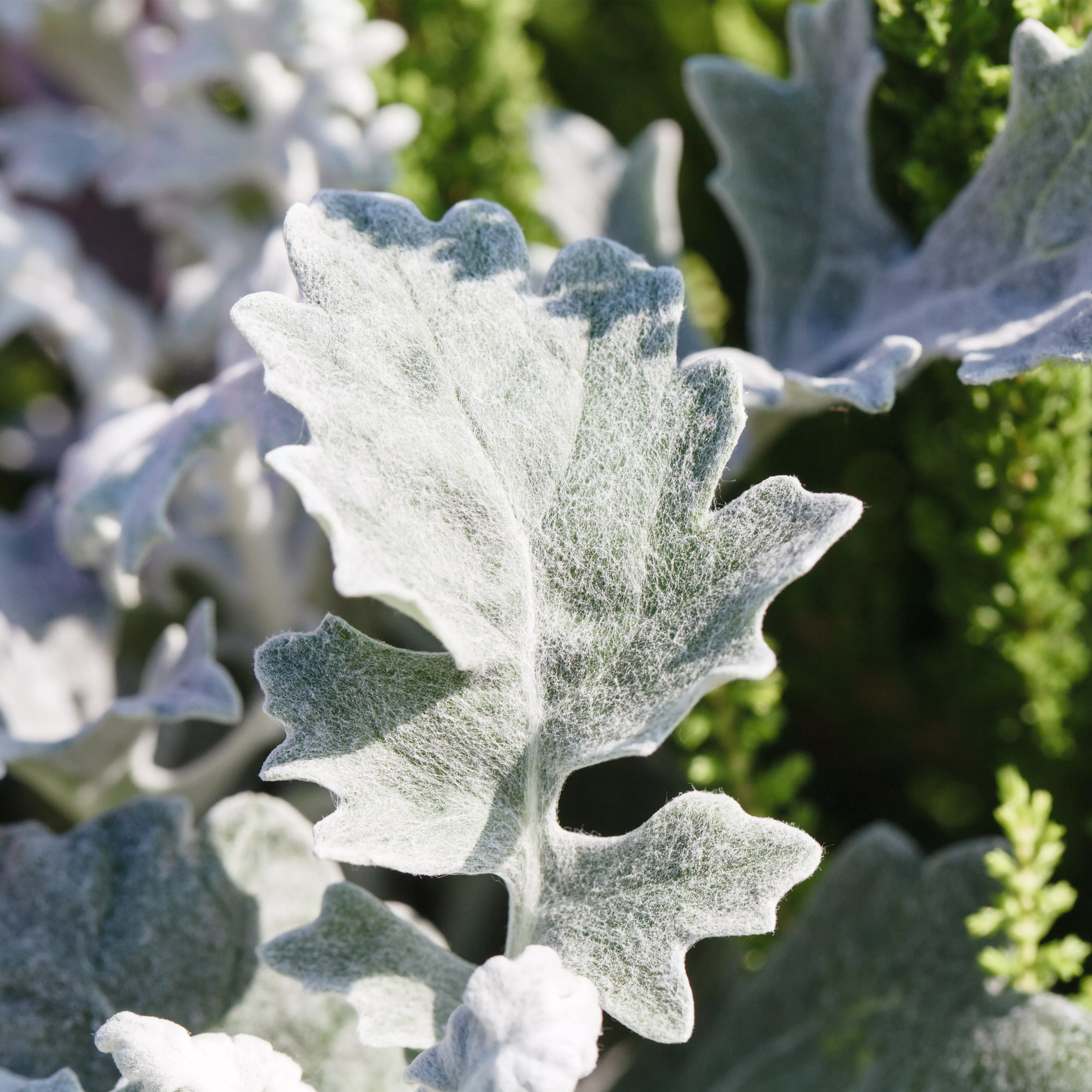 Klimazonen im Garten schaffen