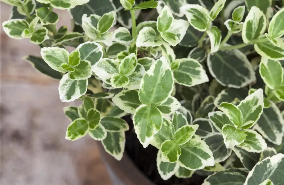 Die Bodenständigen: Bodendecker im Garten