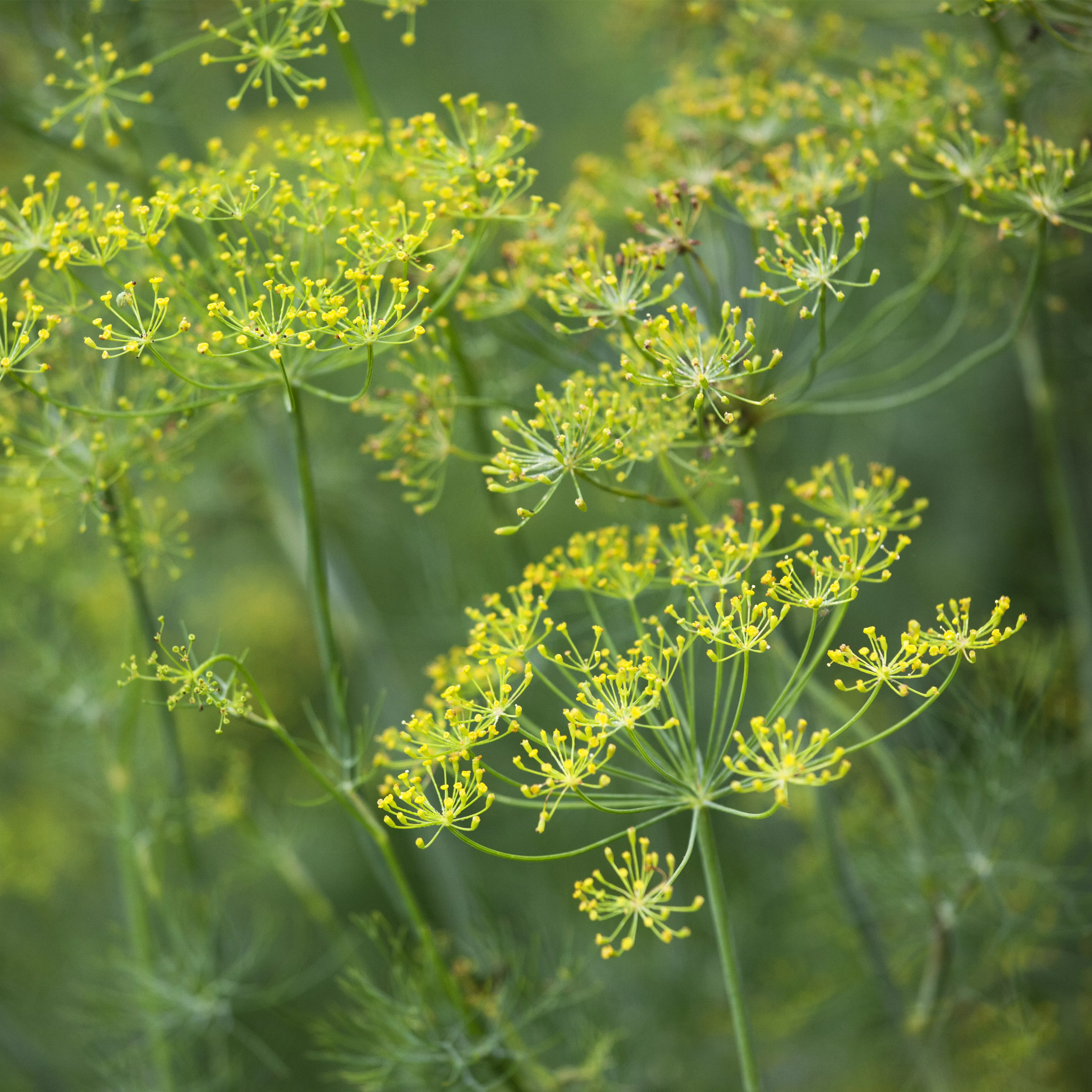 Dill: frische Kräuter im Garten selbst säen