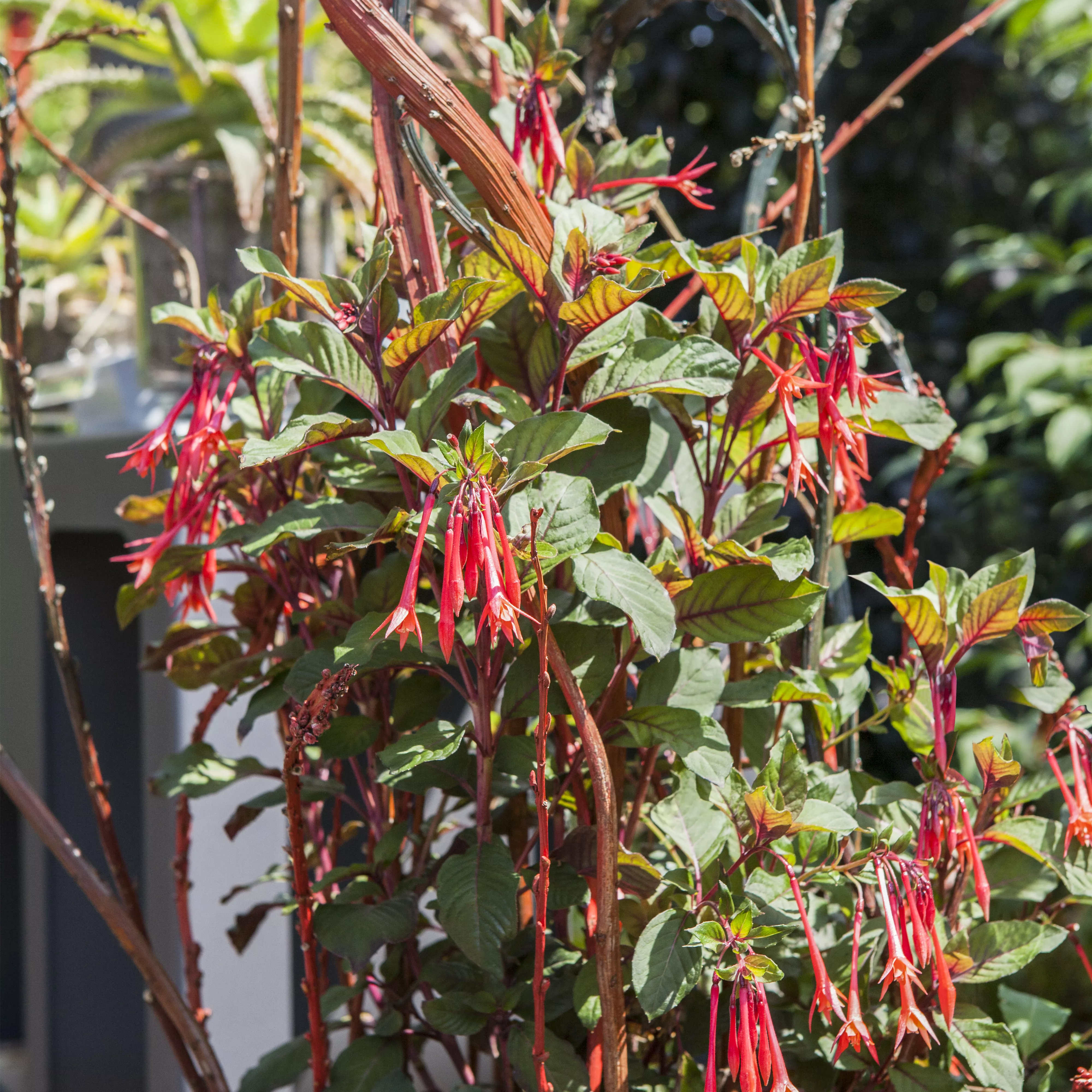 Winterschlaf für Geranien und Fuchsien