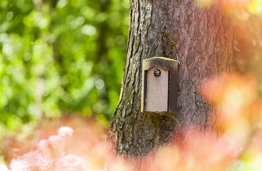 Diese Arbeiten sind jetzt im Garten noch nötig