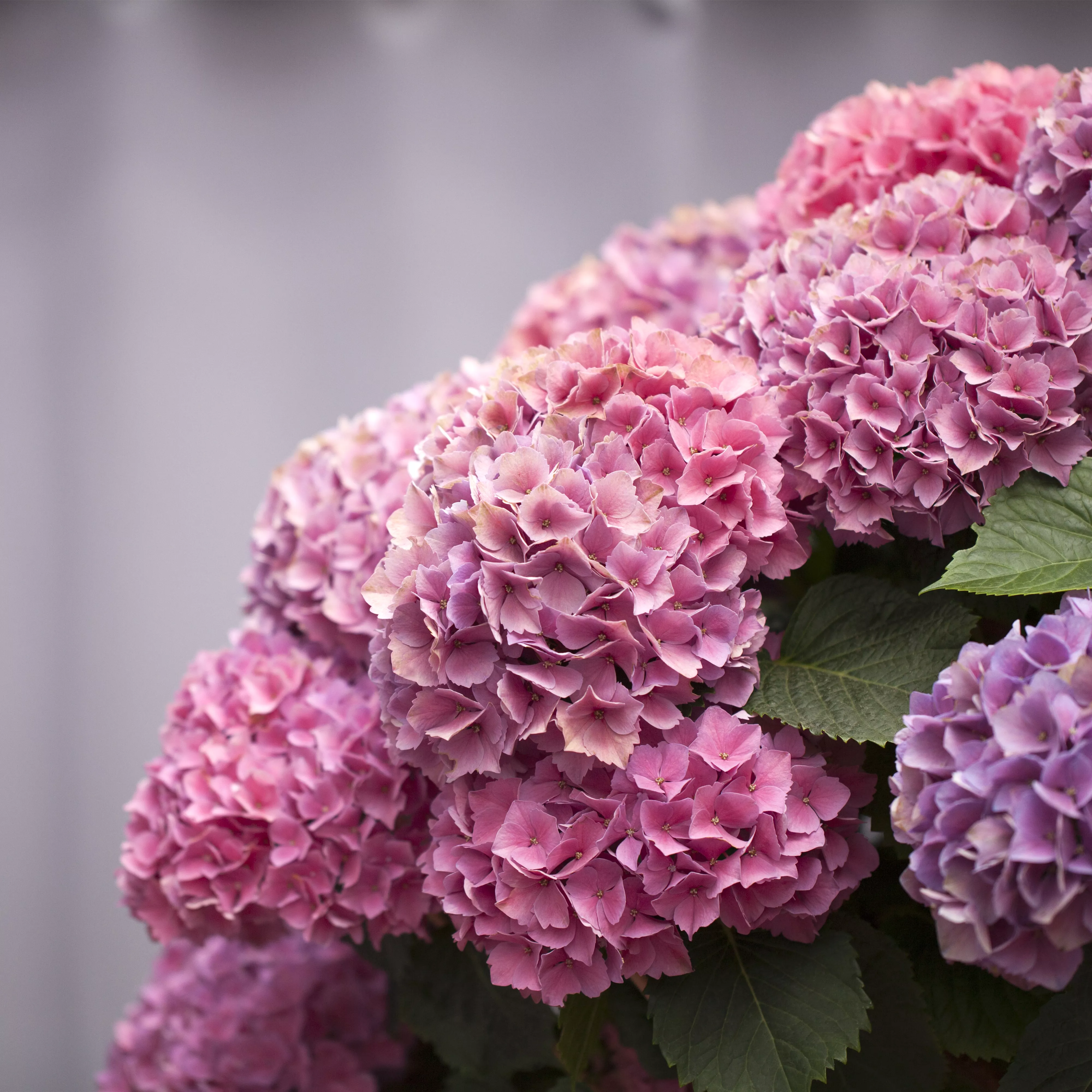 Die Hortensie im Garten