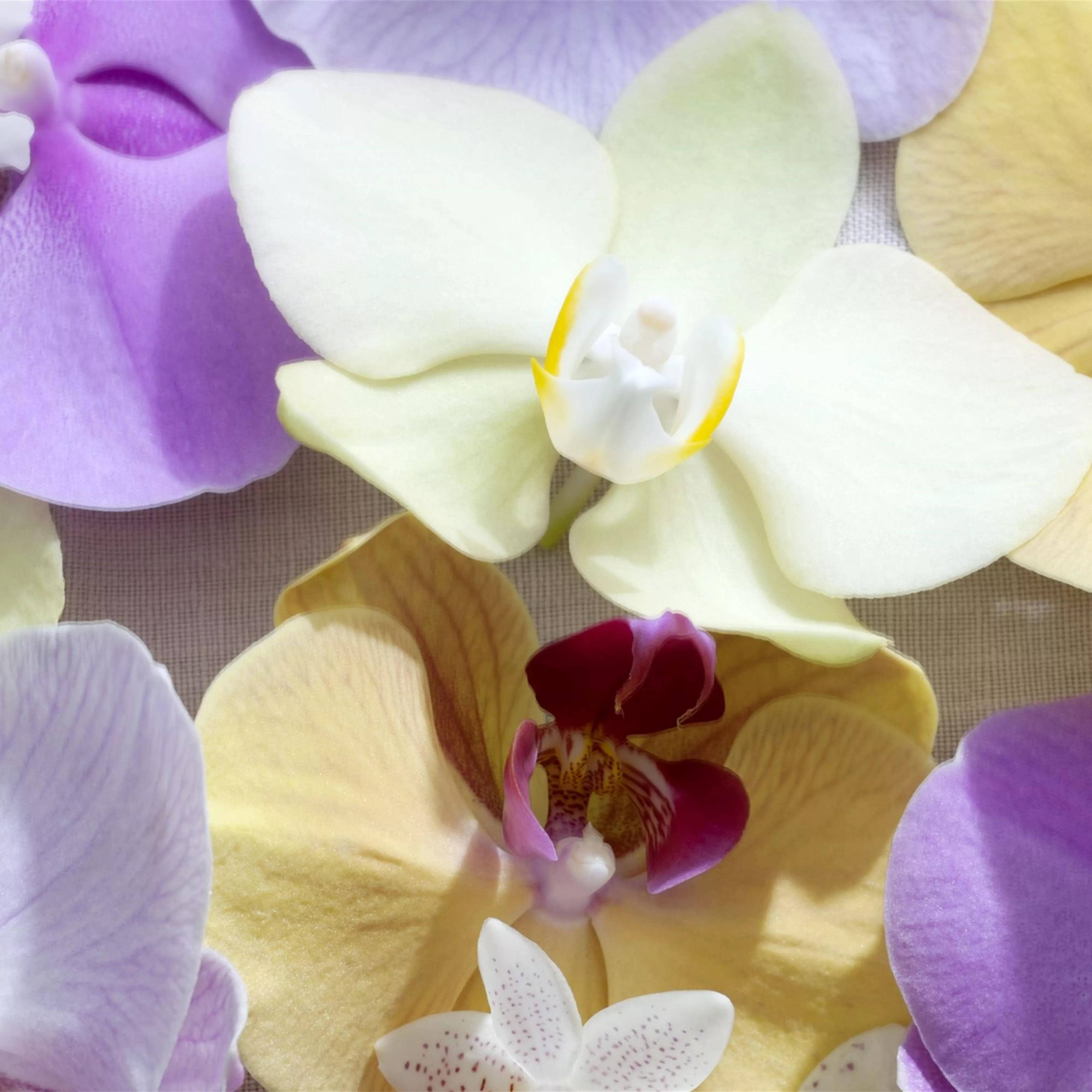 Pflanze des Monats Januar 2021: Phalaenopsis