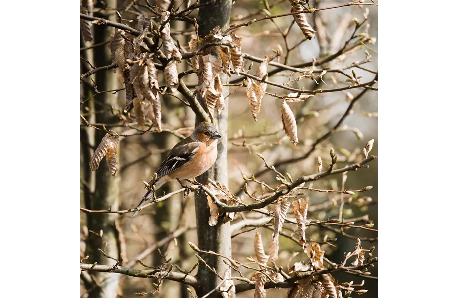 Wildvögel