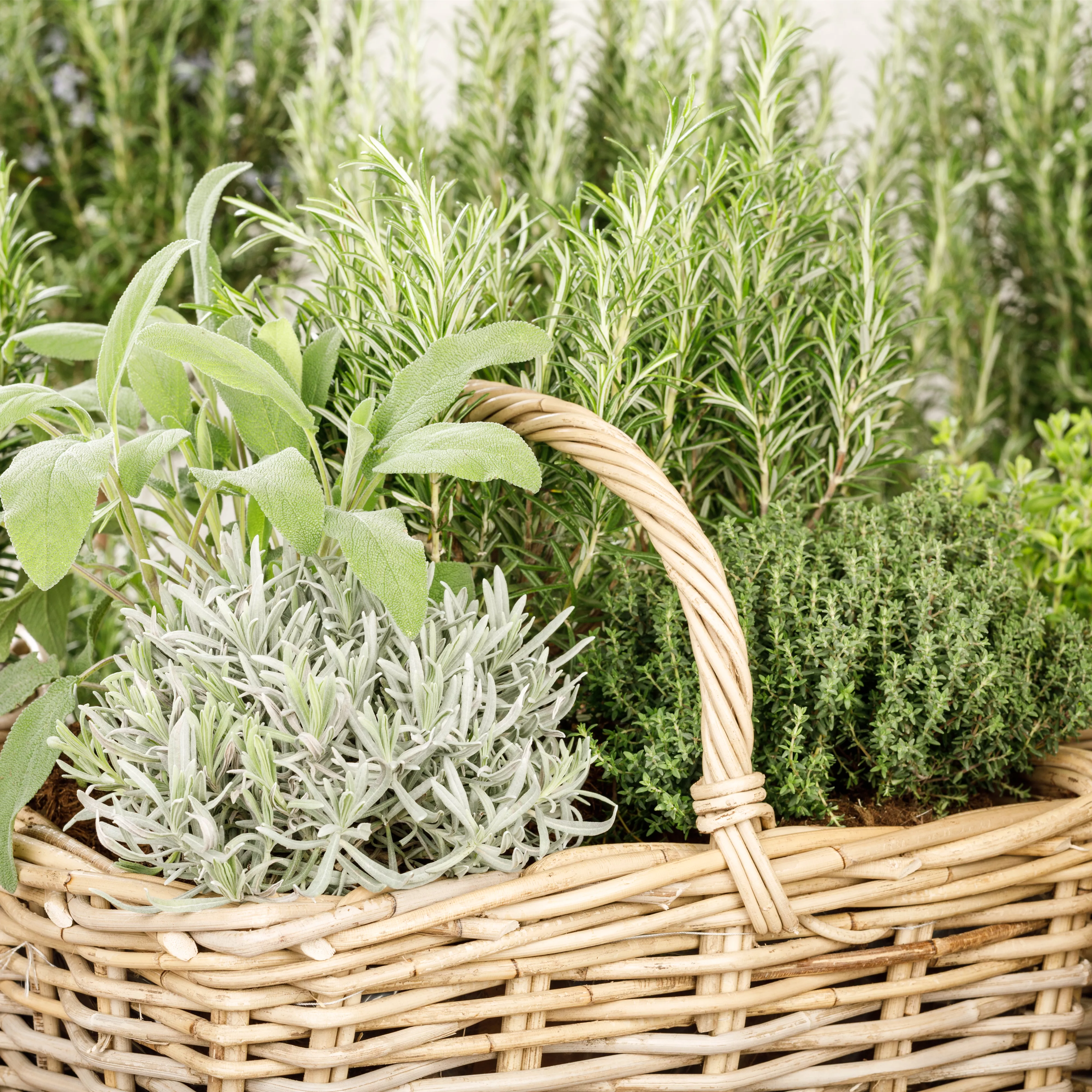 Gartenzubehör – Helfer bei der Gartenarbeit 