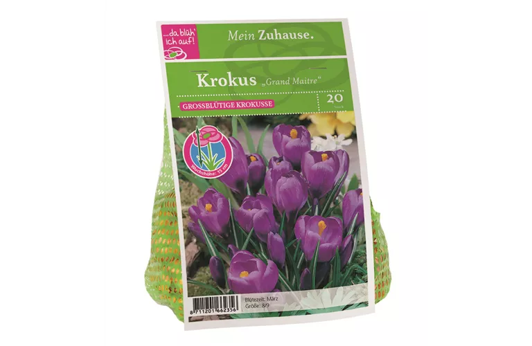 Blumenzwiebel Krokus 'Grand Maitre'