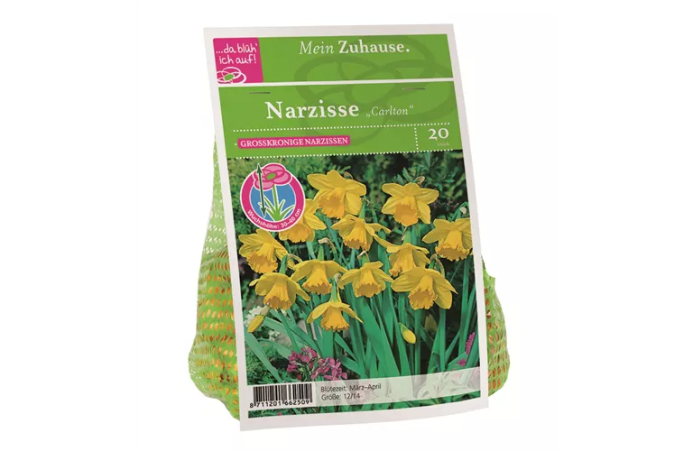 Blumenzwiebel Narzisse 'Carlton'