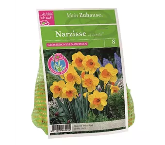 Blumenzwiebel Narzisse 'Juanita'