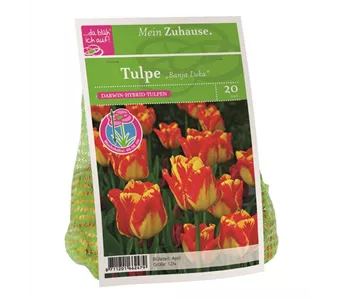 Blumenzwiebel Tulpe 'Banja Luka'