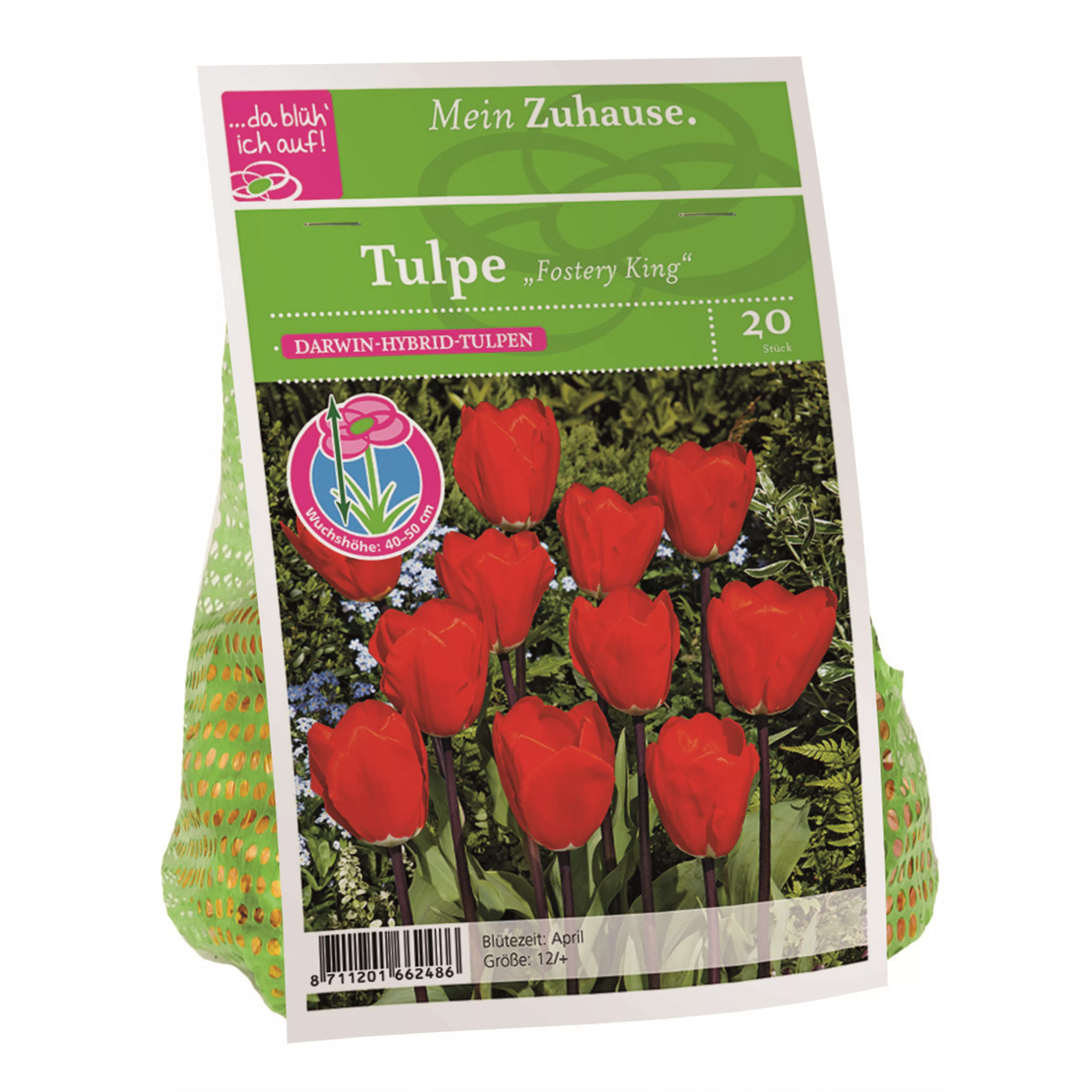 Blumenzwiebel Tulpe 'Fostery King'