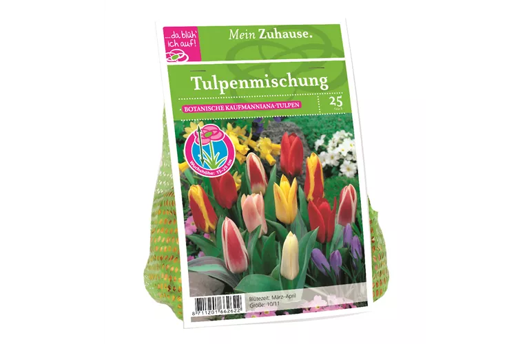 Blumenzwiebel Tulpe Kaufman. Misch.