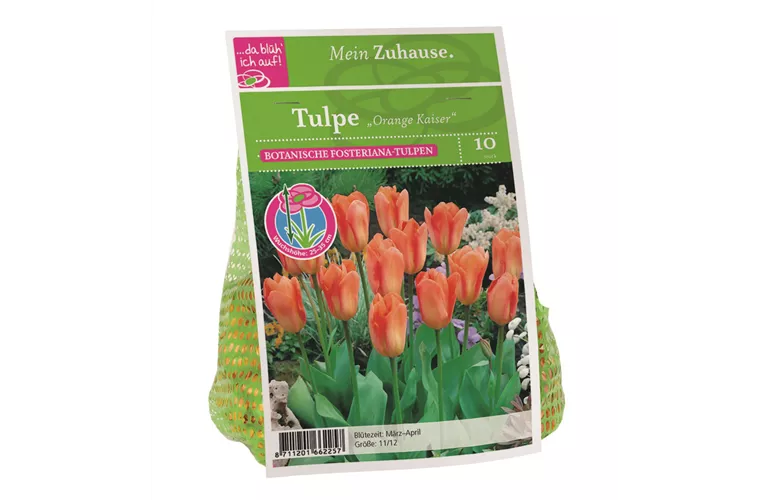 Blumenzwiebel Tulpe 'Orange Kaiser'